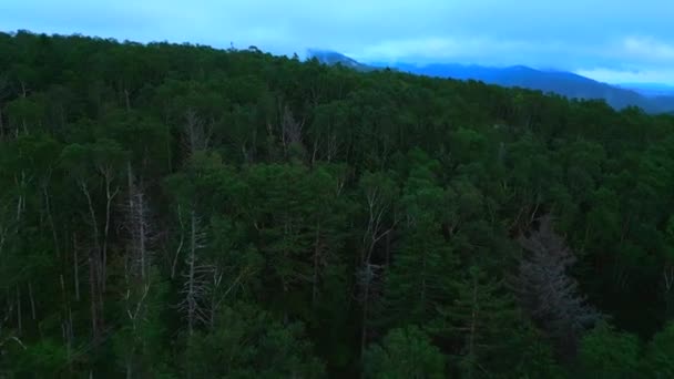 山の斜面に成長する複合林の空中観察 クリップ エバーグリーン バレー — ストック動画