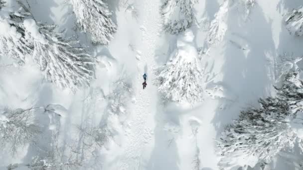雪の間を歩く人々が冬の森で松の木を覆った空想的な景色 クリップ 旅行とハイキングの概念 — ストック動画
