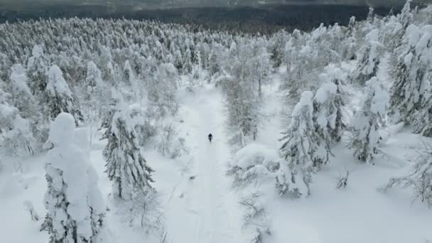 Estremo Concetto Sport Invernali Escursionista Perde Montagne Boscose Innevate Clip — Video Stock