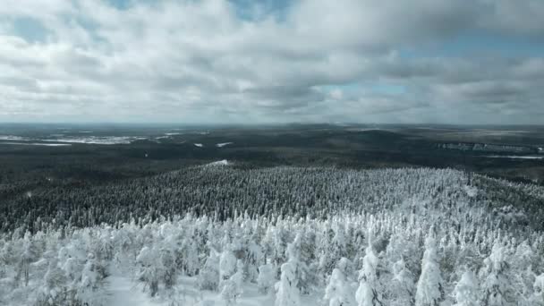 Vista Aérea Cámara Lenta Árboles Nevados Hermoso Bosque Invierno Clip — Vídeos de Stock