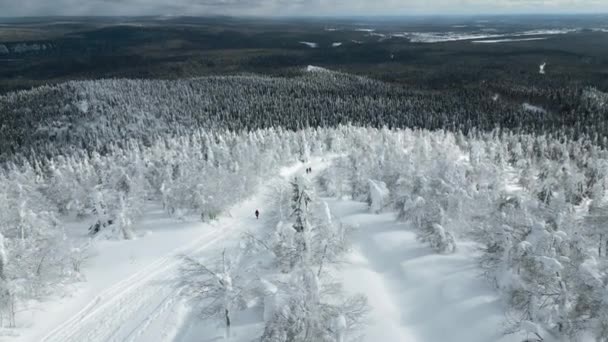 Kış Ormanlarındaki Çam Ağaçlarının Arasında Yürüyen Insanların Havadan Görünüşü Şarjör — Stok video