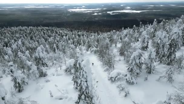 Aşırı Kış Sporları Konsepti Yürüyüşçü Karlı Orman Dağlarında Kayboldu Şarjör — Stok video
