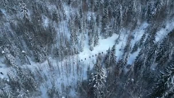 Légi Felvétel Ahogy Túrázók Egyenként Sétálnak Téli Erdőben Csípés Havas — Stock videók