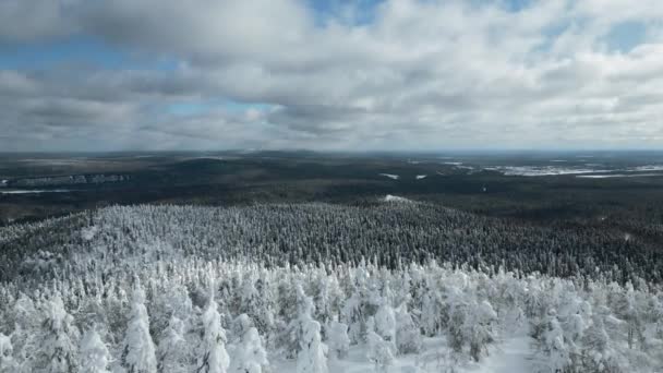 Медленный Вид Воздуха Снежные Деревья Красивом Зимнем Лесу Клип Зимний — стоковое видео