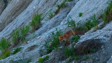 Yazın vahşi tilki. Şarjör. Vahşi doğada güzel bir kızıl tilki vurmak. Kızıl tilki yeşil çimlerle kayalık yamaçta koşar. Doğa ve vahşi hayvanlar.. 