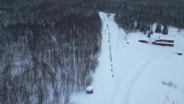 Légi Felvétel Téli Erdőbe Sétáló Emberek Hosszú Soráról Csípés Fagyos — Stock videók