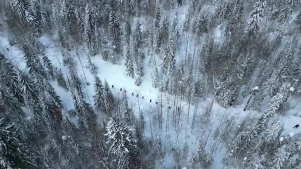 Légi Kilátás Túrázók Fenyőerdőben Téli Táj Francia Alpok Csípés Utazás — Stock videók