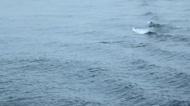 Dalgalı mavi deniz ve yüzen yunuslar. Şarjör. Bulutlu havada açık denizde yüzen vahşi yunuslar. Okyanus yüzeyinde yüzen yunusları görmek heyecan verici..
