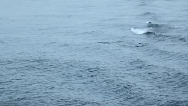 Modré Moře Vlnami Plavajícími Delfíny Klip Divocí Delfíni Plavou Otevřeném — Stock video