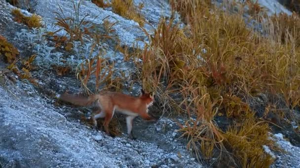秋の草の獲物が付いている美しい赤い狐 クリップ フォックスは食べ物を口に入れて持ち去った 岩の斜面に秋の草が付いている環境の野生の狐の獲物 — ストック動画