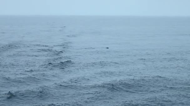 蓝色的大海上有波浪和游泳的海豚 在多云的天气里 野生海豚在开阔的海面上游泳 在海面上看到海豚游动让人兴奋不已 — 图库视频影像