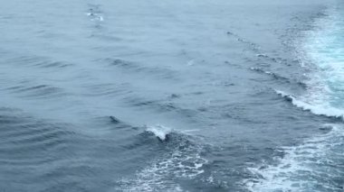 Yunus yüzgeçleriyle güzel bir deniz yüzeyi. Şarjör. Bulutlu havada yüzen yunuslarla birlikte açık okyanusun yüzeyinde. Mavi denizin yüzeyinde yüzen yunuslar yüzüyor.. 