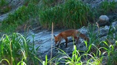 Çimlerde kızıl tilki. Şarjör. Kızıl tilki yeşil çimenli taş yamaçta koşar. Kızıl tilki ve uzun yeşil çimlerle vahşi hayat çekiyoruz.. 