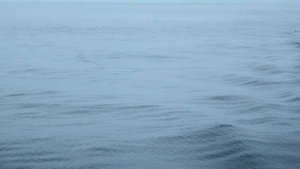 Belle Surface Mer Avec Des Nageoires Dauphin Clip Surface Océan — Video