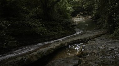 Dağ nehri yağmur ormanlarında akıyor. Yaratıcı. Tropikal egzotik ormanlarda dereler taşların arasında derin ormanlarda dereler akar.