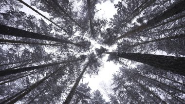 Çam ormanının güzelliği. Yüksek kalite fotoğraf