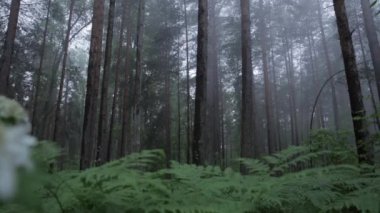 Statik korkunç sisli ormandaki ağaçlar. Sahne. Mistik çam orman hd