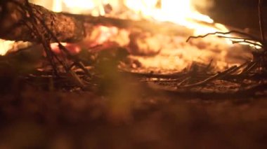 Bir kamp ateşi içinde orman portre kömürler. Görüntüleri. Kamp ateşi yakın Hd kadar