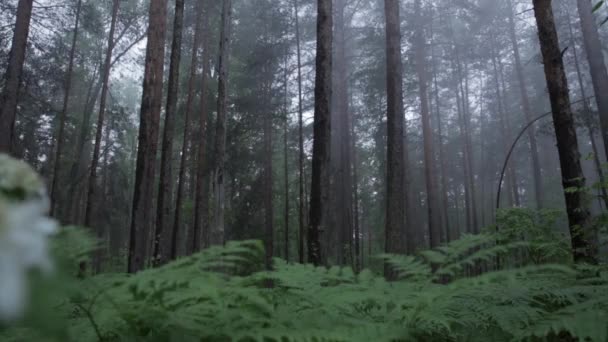 Bäume Beängstigend Nebeligen Wald Statisch Szene Mystischer Kiefernwald — Stockvideo