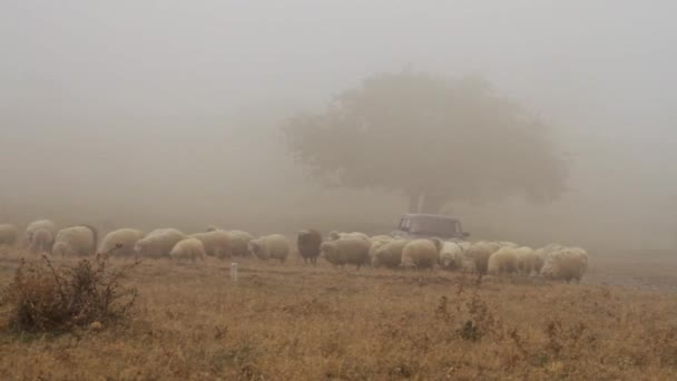 在雾蒙蒙的春日早晨 山上的羊场 羊在黄色草地上吃草 — 图库视频影像