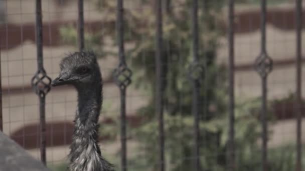 鸵鸟农场的小鸵鸟 小鸵鸟在夏天高清的鸵鸟农场 — 图库视频影像