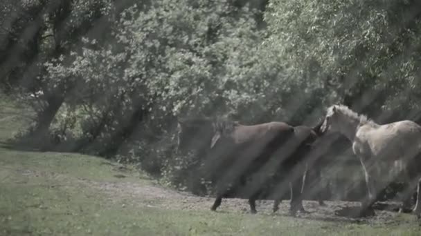 Skot Ohradě Koně Jíst Trávu Uvnitř Ohrady Koně Odřeniny Pastvina — Stock video