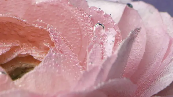 Close-up of oxygen bubbles on rose. Stock footage. Delicate beautiful rose with bubbles in clear water. Perfume water with delicate pink rose.