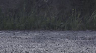 Yaban otları yol kenarında taşlarla çevrili kırsal arazinin yakın çekimleri. Kırsal manzara