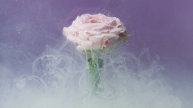 Parlak makro fotoğraf. Tock görüntüsü. Üzerinde dumanın parlak bir arkaplanda üflendiği çeşitli çok renkli çiçekler. Yüksek kaliteli FullHD görüntüler