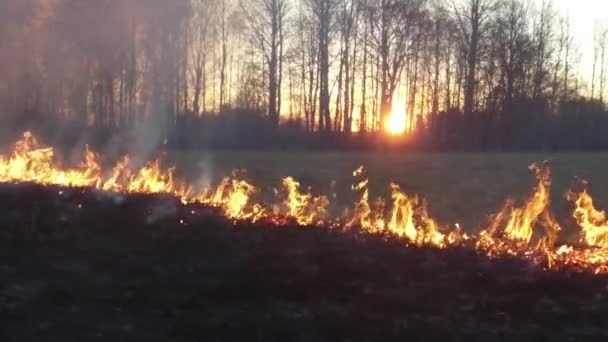 Στο Χωράφι Καίγοντας Στεγνό Γρασίδι Πλάνα Καίγοντας Άχυρο Στο Χωράφι — Αρχείο Βίντεο
