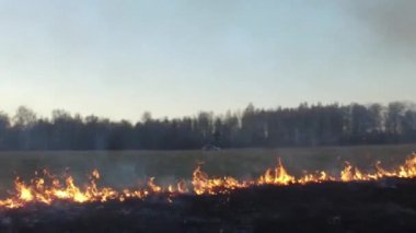 Tarlada kuru otları yakarken. Görüntü. Sahada saman yakmak. Ateş, tarlada eski otları yakmak HD