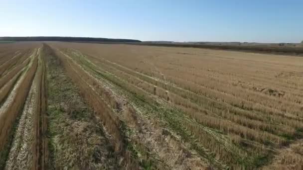 Sonbahar Tarım Alanının Havadan Görünüşü Görüntü Buğday Tarlasının Havadan Görünüşü — Stok video