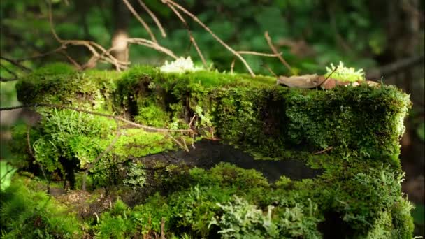 Ormandaki Güdük Üzerinde Moss Eski Ahşap Orman Yosun Ile Güdük — Stok video