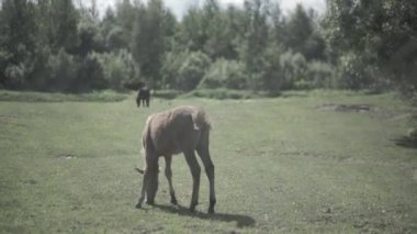 Sığır ağıl içinde. Ağıl içinde çim yeme atlar. Bir at nalı grazes olduğunu bir mera Hd