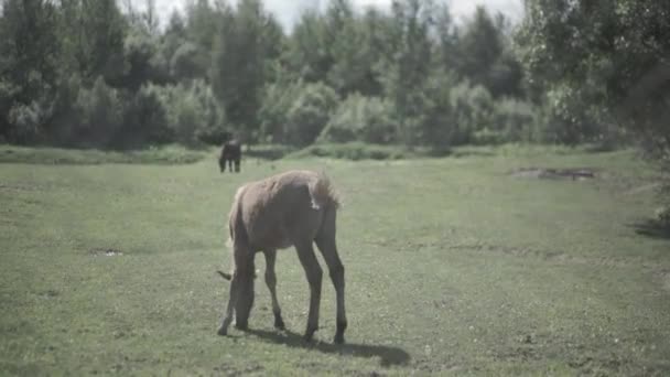柵の中に牛 馬柵の中の草を食べるします 馬の牧草を食べる牧草地の します — ストック動画