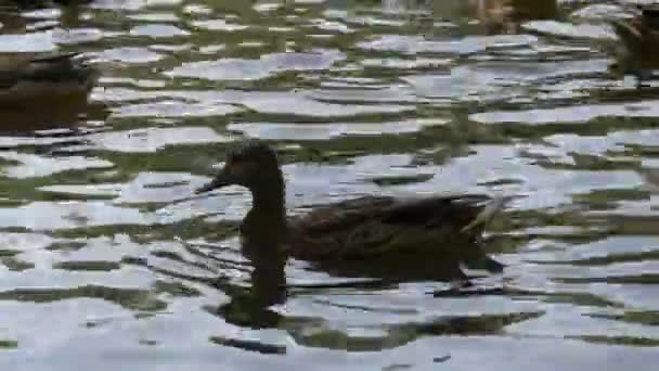 美丽的野鸭漂浮在水面上 令人惊奇的五彩斑斓的水鸟在池塘里 河里的鸟儿 河流中的动物栖息地 绿水植被 — 图库视频影像