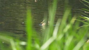 Yaban ördeği gölette yüzüyor. Mallard vahşi ördeği, gölde yüzen Anas platyrhynchos. Su damlalı yaban ördeği 4K