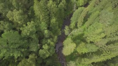 Yazın bir uçuş sırasında nehirle birlikte ormanlık alanların havadan görünüşü. Yeşil ladin ormanından geçen nehir, hava manzaralı. Sonbahar nehri manzarası, ormanlar, güzel manzaralar. Üst görünüm