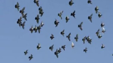 Mavi Gökte Uçan Yüzük Burunlu Ördek Sürüsü. Gökyüzünde uçan vahşi ördekler. Küçük ıslık çalan ördek, ıslık çalan ördek 4K