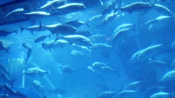Океанаріумні Риби Водні Рослини Акваріумі Океанаріум Морський Парк Ссавців Представляє — стокове відео