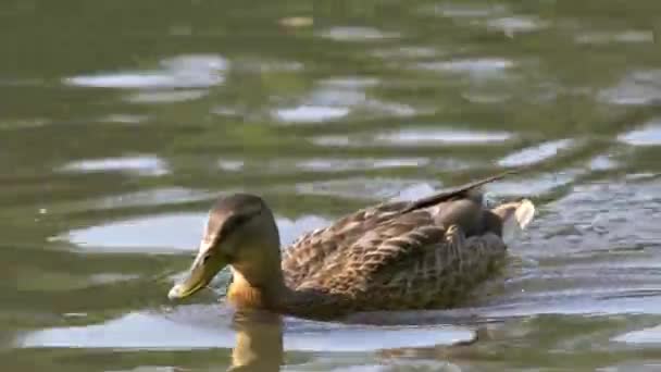 Wild Duck Swimming Pond Mallard Wild Duck Anas Platyrhynchos Floating — Stock Video