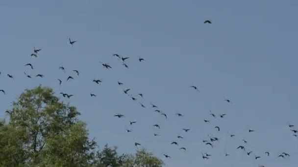 Mavi Gökte Uçan Yüzük Burunlu Ördek Sürüsü Gökyüzünde Uçan Vahşi — Stok video