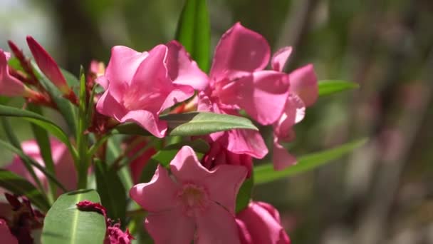 Rózsaszín Virág Részlete Gyönyörű Bush Rózsaszirom — Stock videók