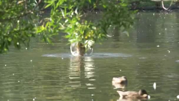 호수에서 말라드 그룹의 연못에 — 비디오