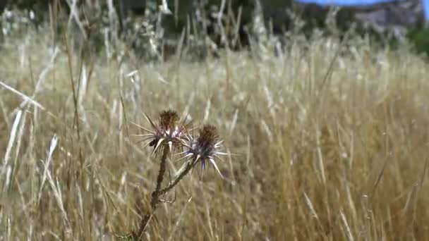 Arctium Kardborre Flower Sensommaren Wild Weed Närbild Vilda Kardborre Närbild — Stockvideo