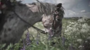 Çim doğanın bir arka plan üzerinde çiğneme at. ATI Hd çim yeme başkanı Close-Up