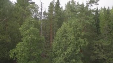 Ormanın havadan görünüşü. Yukarıdan çam ağacı ve huş ağacı ormanı. Yeşil ladin ve huş ağacı ormanı 4K