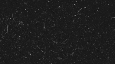 Karanlık arka planda gerçekçi toz parçacıkları. Soyut animasyon. Siyah arkaplanda beyaz ve parlak toz parçacıkları soyut.