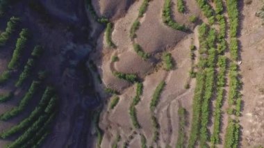 Hava çok uçan vurdu düşük ağaçların üzerinden ve ameliyata vahşi doğada. Vurdu. Havadan görünümü gündoğumu ağaçlar olarak, çöl üzerinde uçan manzara karşısında kendi gölge.