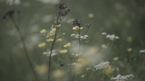 Közelről Wild Flower Mezőben Növekszik Zöld Rét Vadvirágok — Stock videók